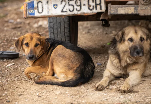 Ndihmoni 4 putroshat